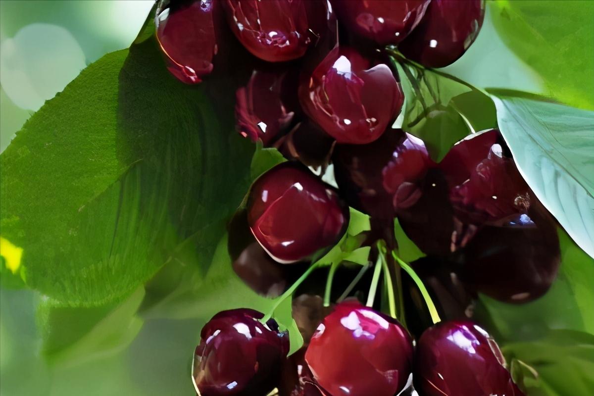 美国樱桃在中国为什么结果很少,进口的美国樱桃是什么品种