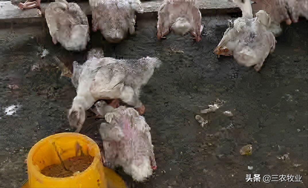 鹅拉白屎是什么原因怎么治疗,鹅拉白稀粪便怎么治