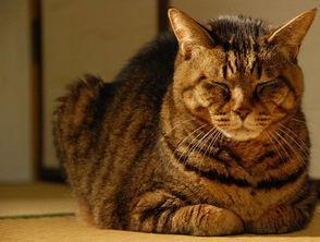 苦妓回忆录,苦艺妓回忆录马尔克斯结尾