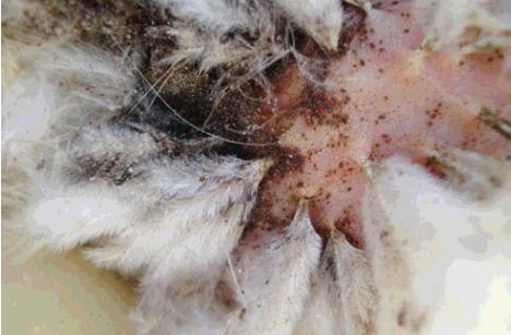 鸡虱病的最佳治疗方法,鸡虱怎么彻底根除