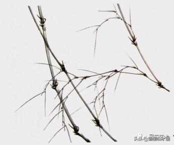 图文教程竹子画法,怎么画竹最简单最好看