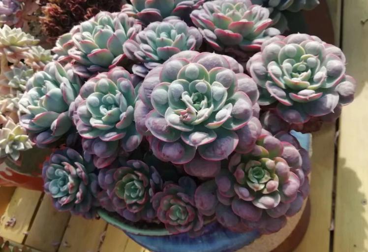 多肉养出状态来有多美?这102种多肉控养上色之后美呆了