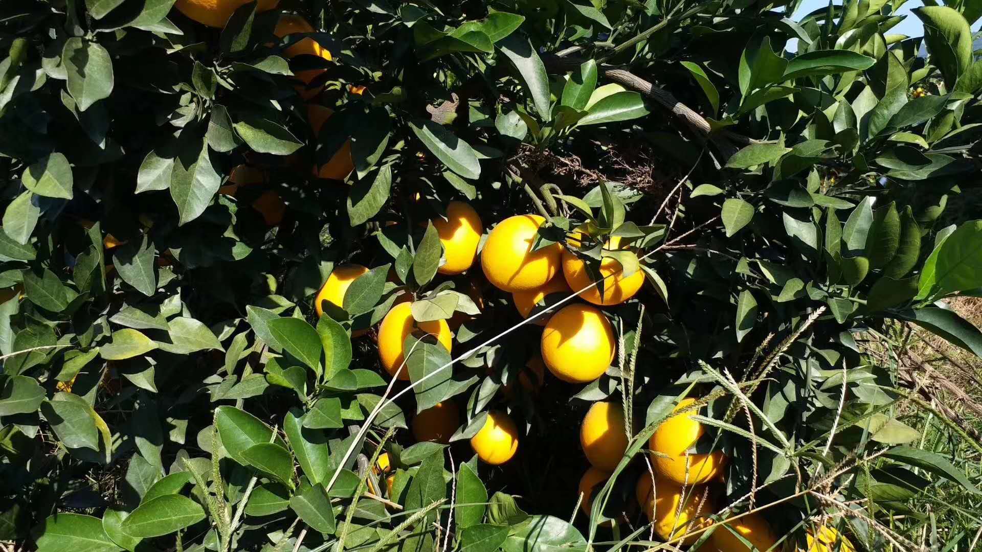 赣南脐橙的价格多少钱一斤,赣南脐橙几毛钱一斤