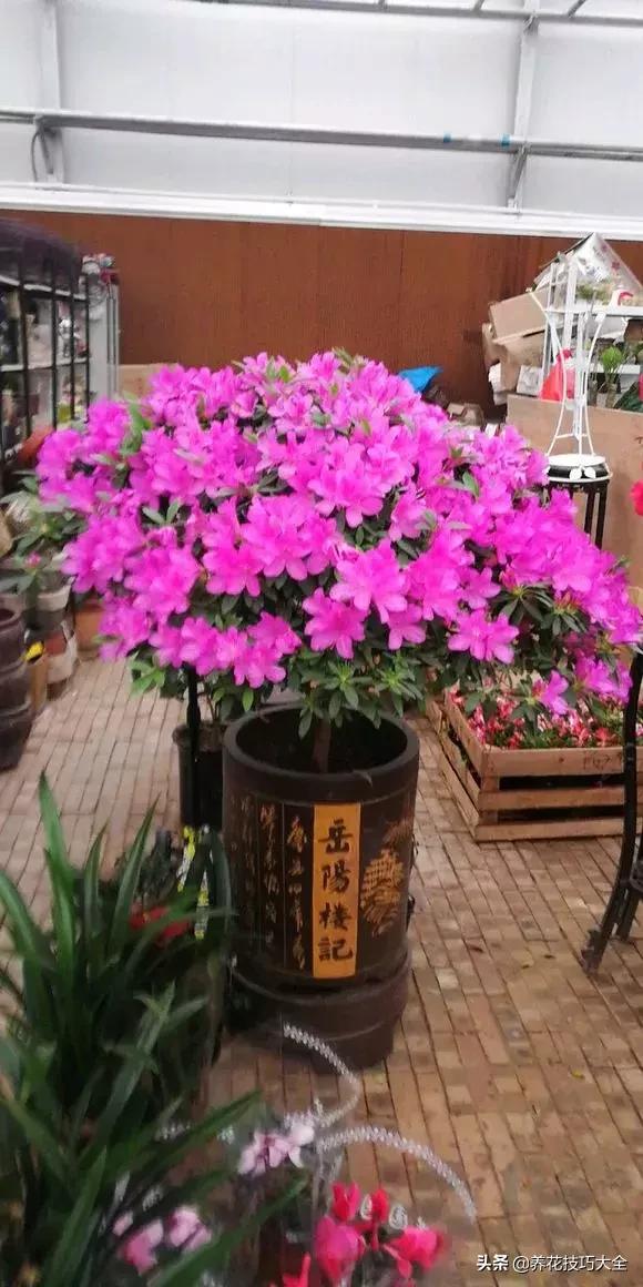 花土是碱性用什么肥,怎么知道花土是酸性还是碱性