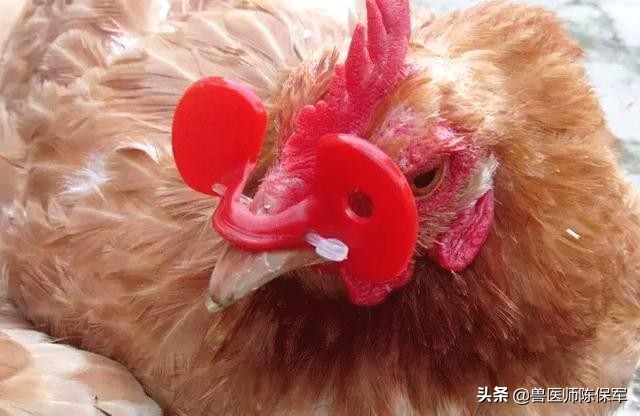 小鸡啄羽啄肛是什么原因,鸡啄羽啄肛的原因和解决方法