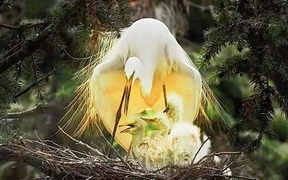 母亲节愿天下所有母亲快乐健康,母亲节愿天下所有的母亲幸福安康