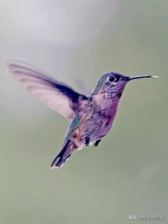 一只会听人话的小鸟,小鸟戴帽子变脸