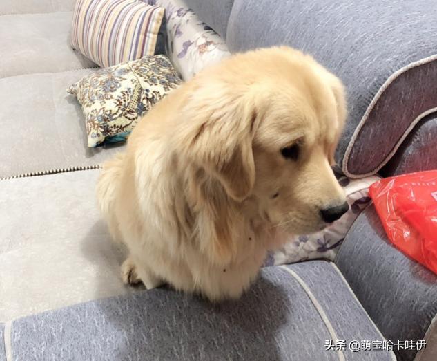 金毛狗狗做错事被抓现行能不能打,金毛做错事该不该打