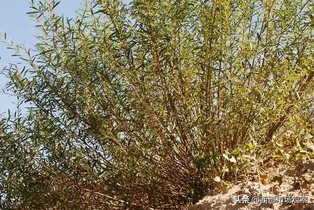 陕北柳编工艺,陕北柳编手艺视频