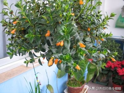 金鱼吊兰开花后像小金鱼一样漂亮,金鱼吊兰开花多的方法