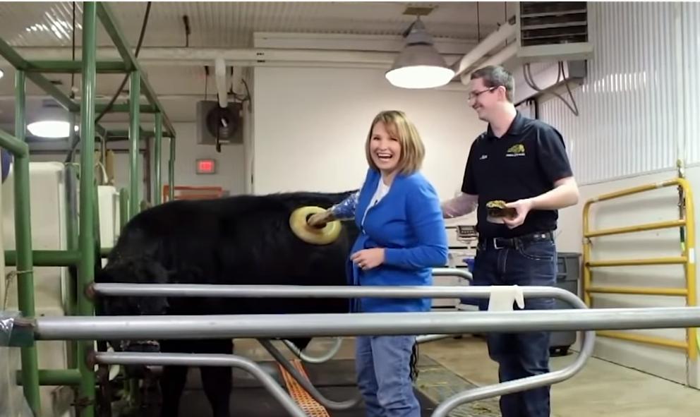 给牛身上开洞,牛身上的洞是怎样开的