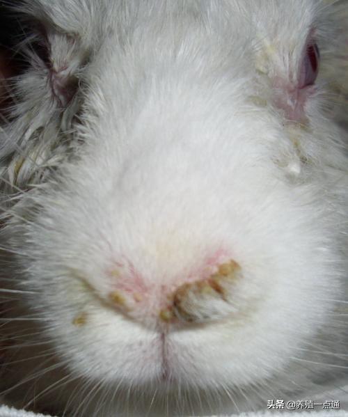 家兔冬春四种常见病的防治，养兔大咖经验分享