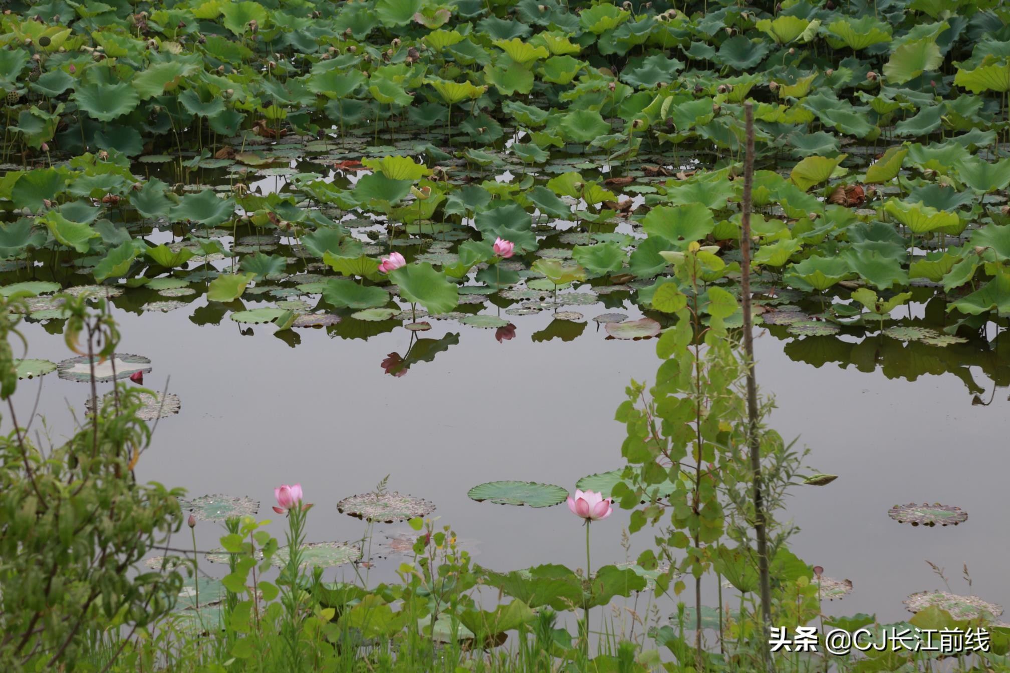淮滨谷堆杨湾最新消息,淮滨谷堆杨湾风景