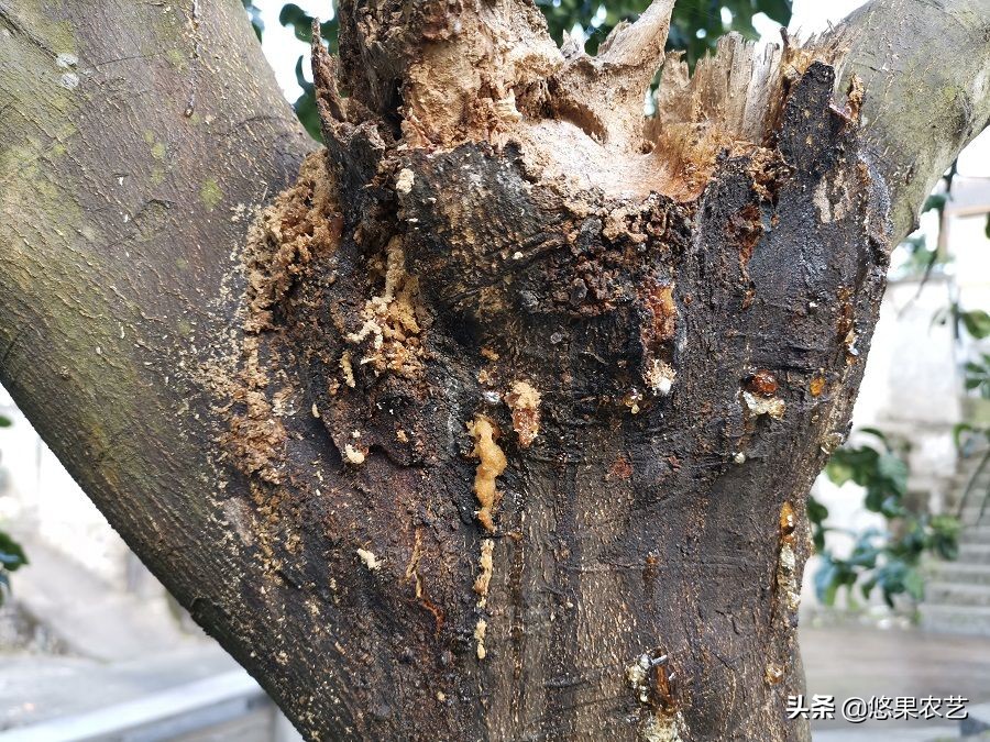 柑橘天牛防治可以管多长时间,柑橘天牛危害时间