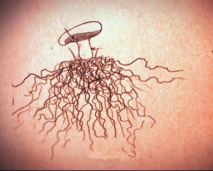 蘑菇是真菌还是植物,香气很浓的蘑菇叫什么菇