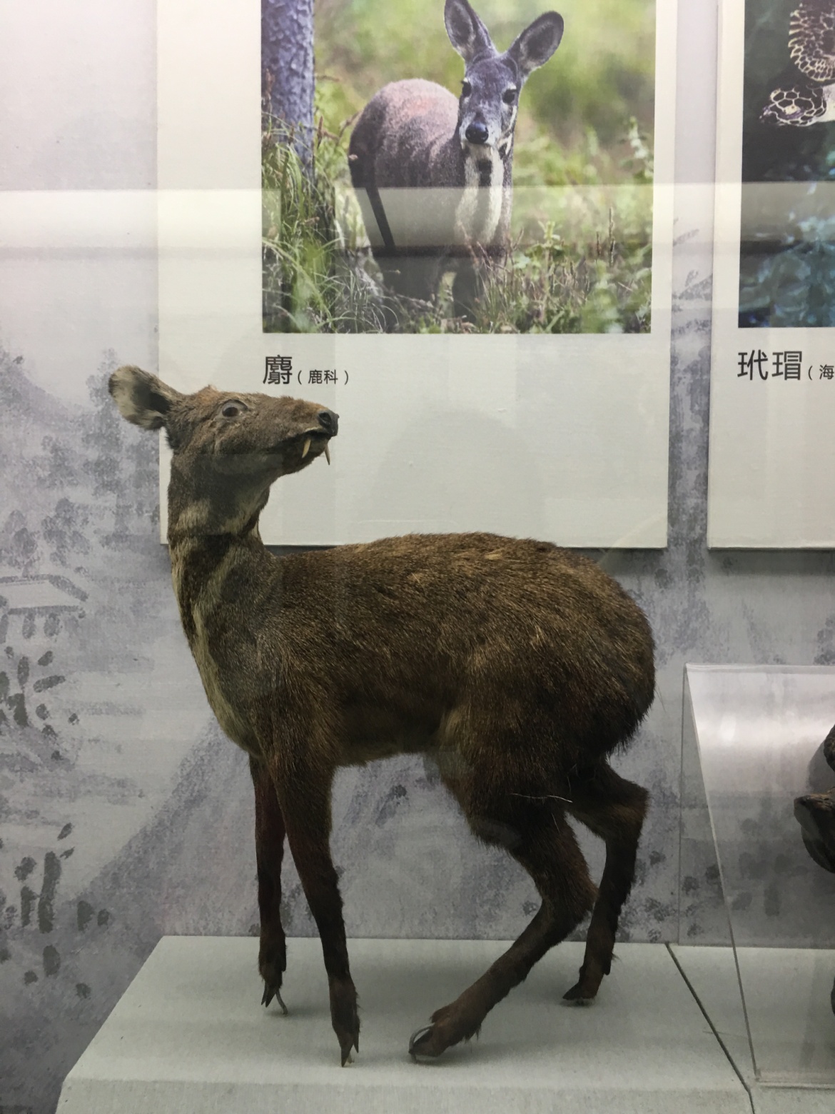 孙思邈的尸体之谜,药王孙思邈一些奇怪理论