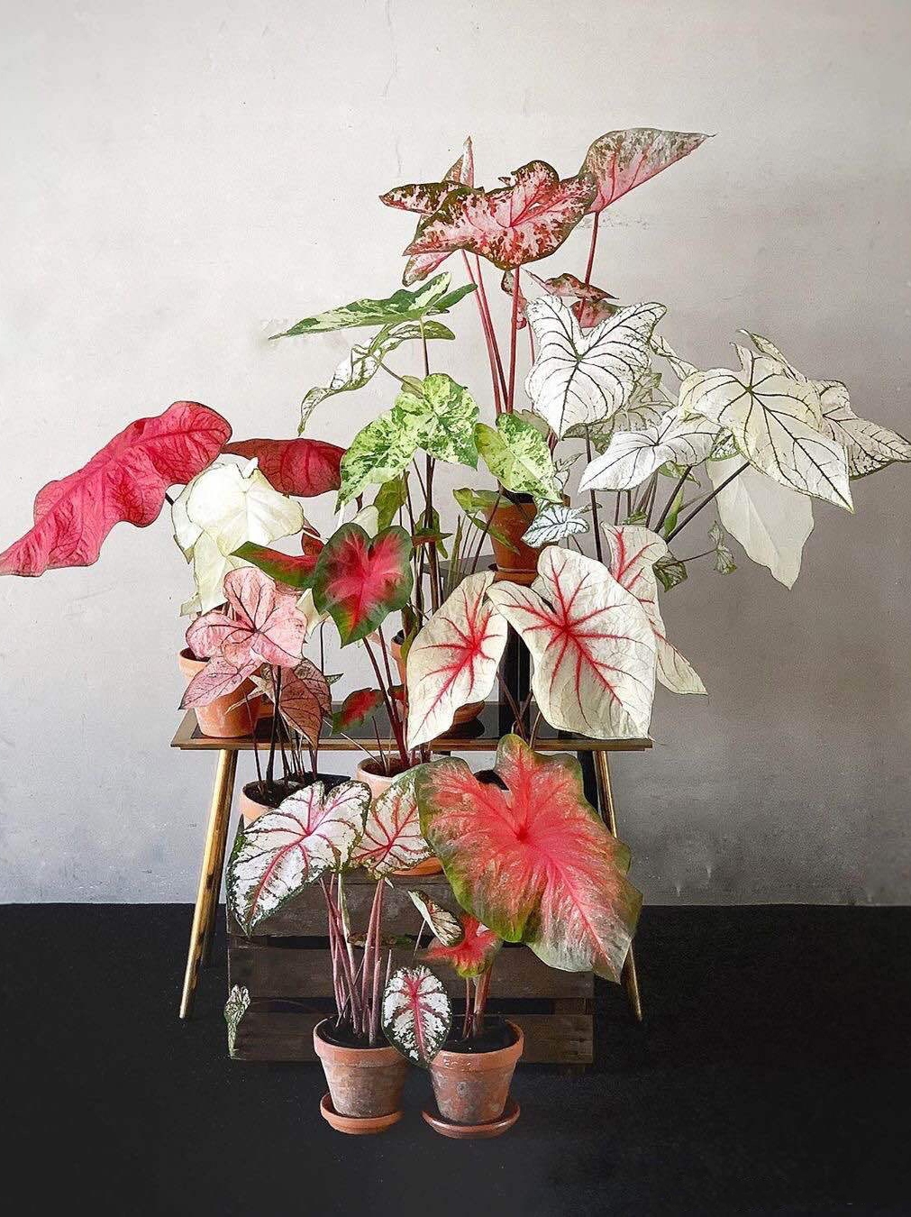 什么花适合室内养不需要阳光,阴冷的花