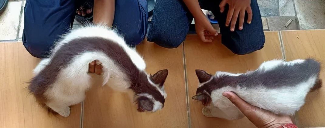 全球罕见足球猫冲上热搜,网友:指定染色!结果......哈哈哈哈