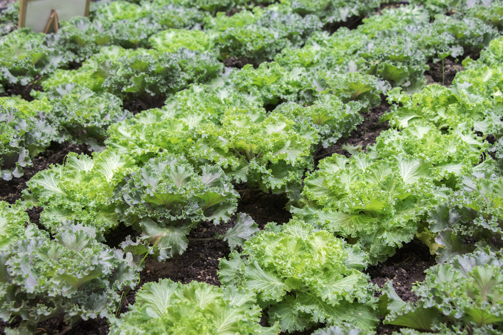 补钙过量会对骨骼有什么影响,宝妈过量补钙对宝宝有影响吗