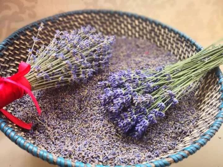 东方普罗旺斯薰衣草,伊犁的薰衣草哪个最大