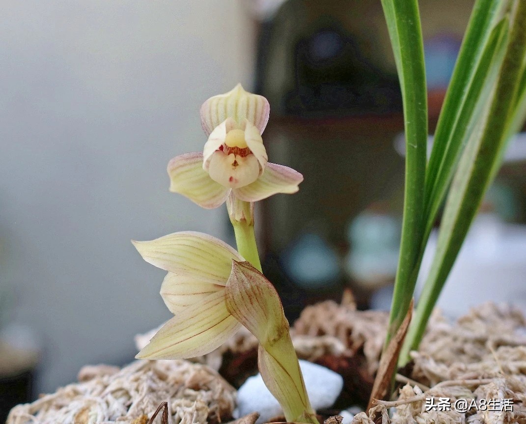 春兰姜氏荷兰名品欣赏,姜氏荷兰花春兰