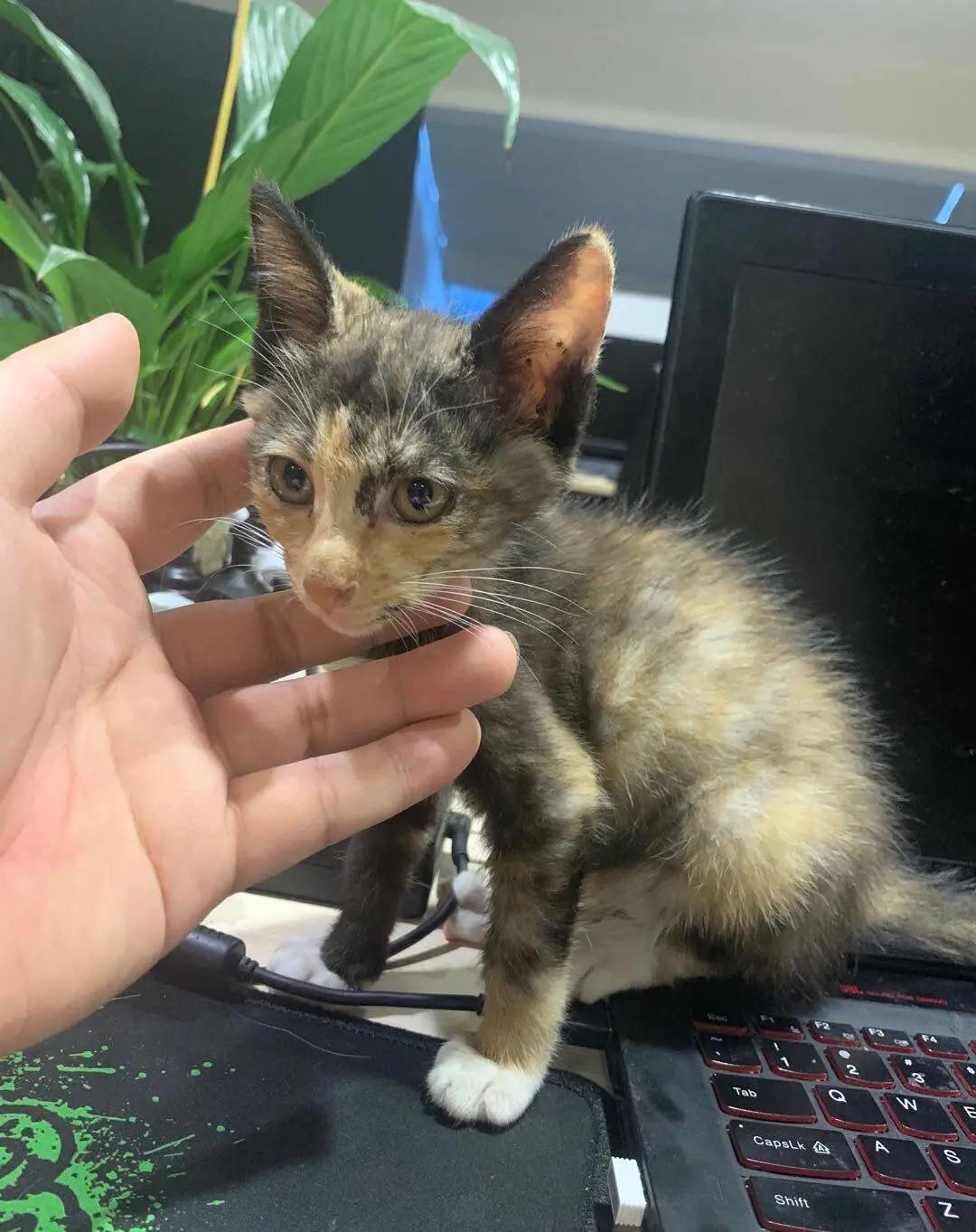 10年前捡回的猫变成的人,8年前从垃圾堆里捡的猫