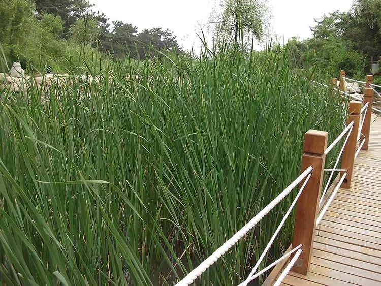 临沭冠山银杏树,临沭冠山道教