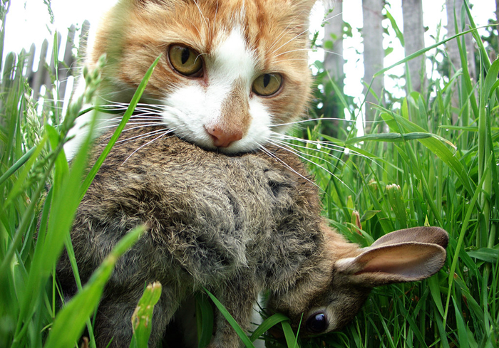 传统喂猫,喂猫技巧视频教程