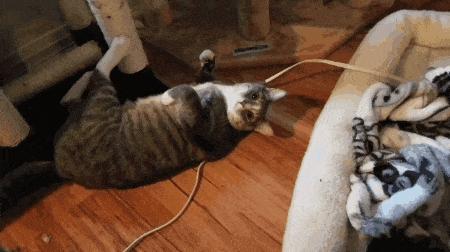 当猫咪第一次吸猫薄荷,猫咪会对薄荷过敏吗