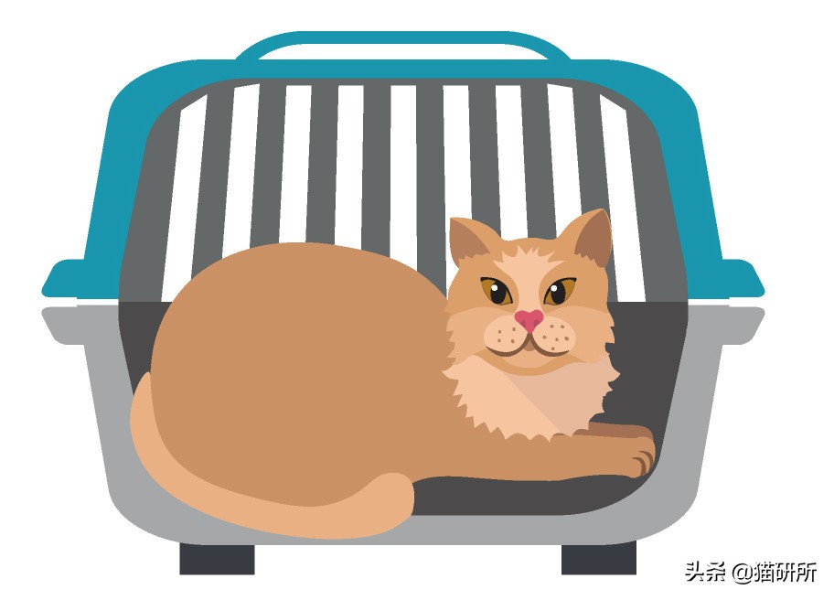 应该如何引导猫咪进航空箱,怎样让猫咪不害怕主人