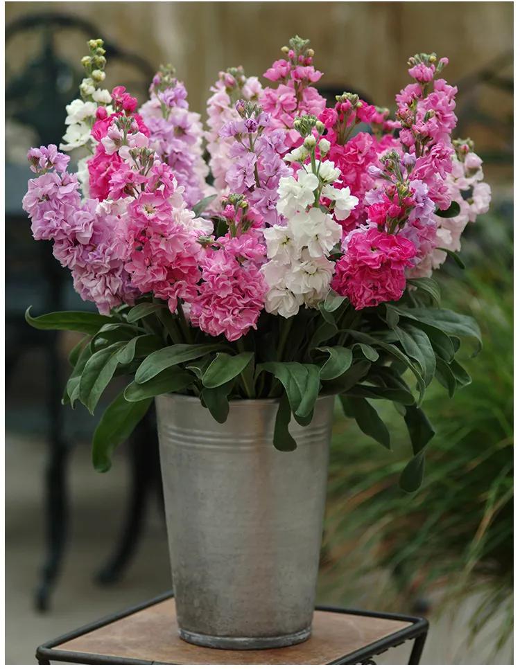 紫罗兰凯斯系列来了！早花百搭带芳香，轻松实现你的切花自由梦