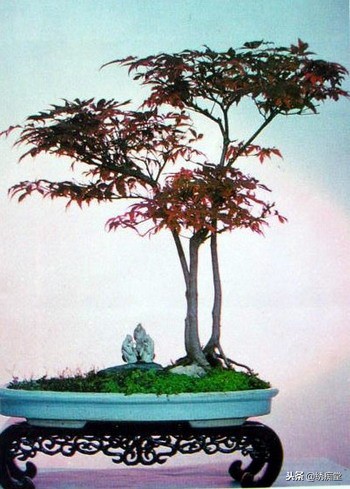 丛林式盆景欣赏,盆景欣赏及制作