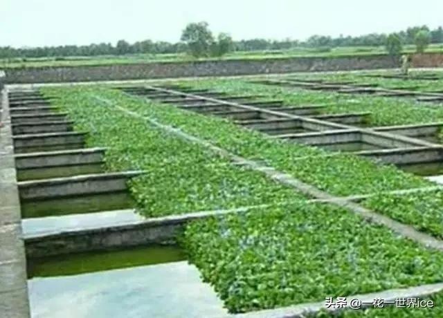 养殖泥鳅的市场价格是多少,泥鳅养殖现在什么行情