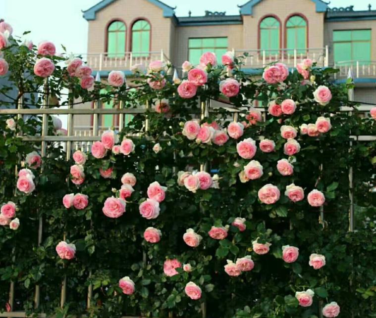 发现一个很独特的小院,发现一户人家的小花园