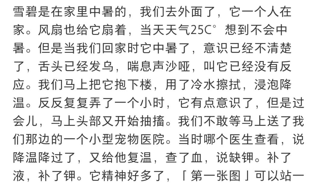 法斗中暑后没呼吸还能抢救过来吗,法斗狗狗中暑死亡了