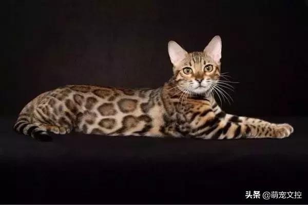 盘点顶级宠物,最贵的宠物猫是什么品种