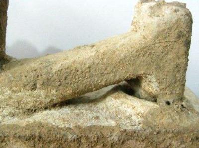 閲庣敓璋峰瓙鏈変粈涔堢敤,閲庣敓绋荤殑鑺掑埡