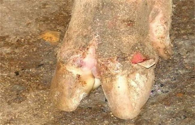 牛口蹄疫和水疱病怎么区别,猪做了猪瘟疫苗一般需要注意什么