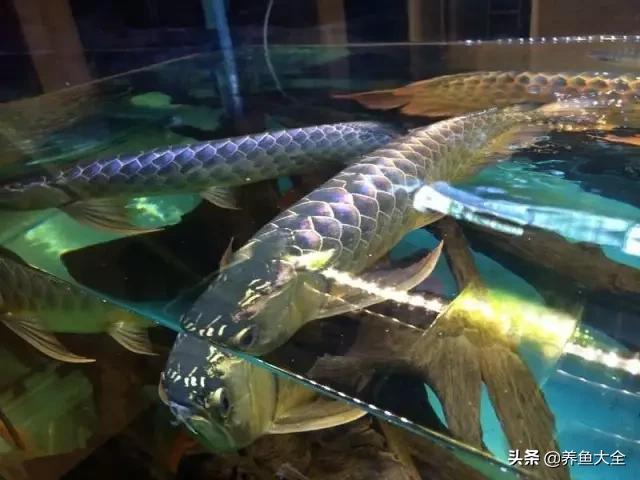 养金龙鱼过程马来西亚,马来西亚养金龙