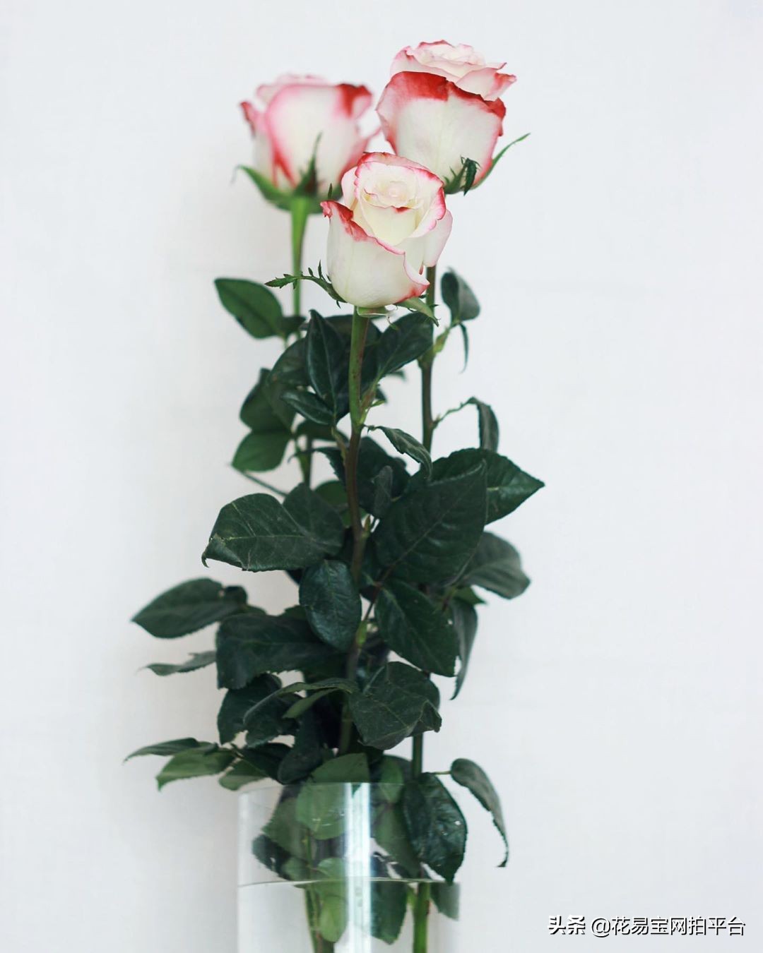 冬天花店如何保管花材,花店冬天进什么花材耐放