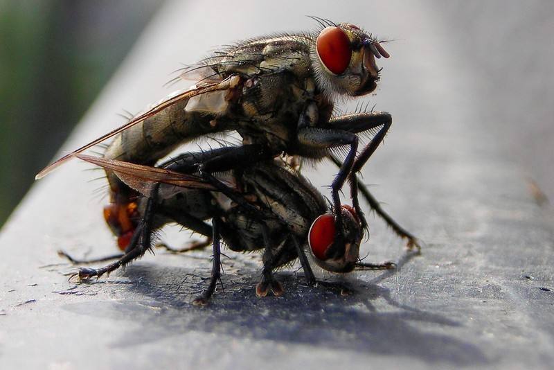 秀恩爱，死得快，苍蝇和蝉表示：很受伤