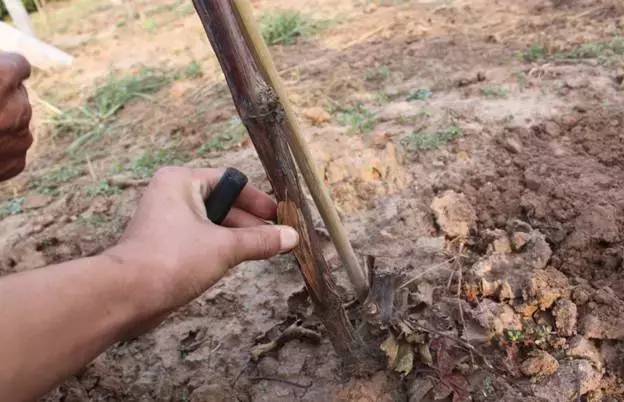 累了一年总结,葡萄病害对照表图