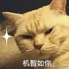 遛狗师年薪30万?剥虾师、收纳师……现在年轻人赚钱路子太野