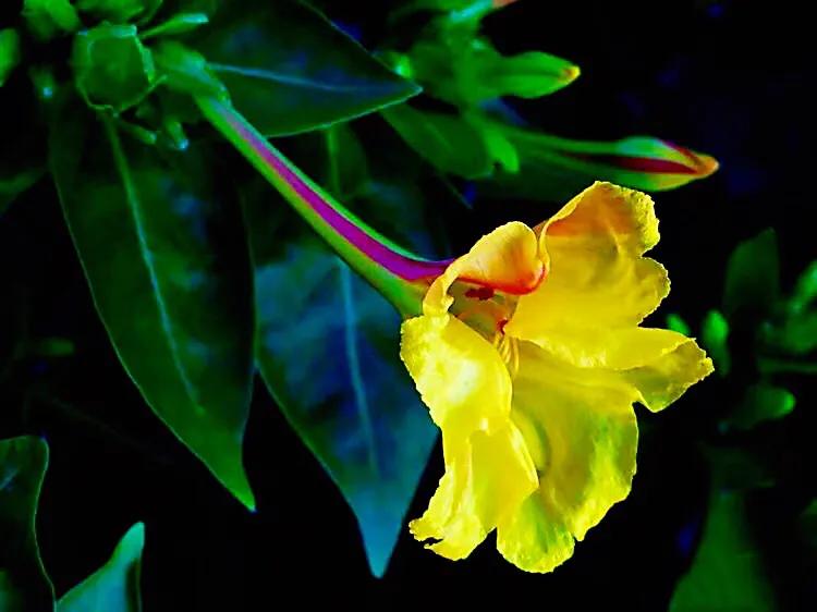 紫茉莉花色,紫茉莉的花朵有香味吗