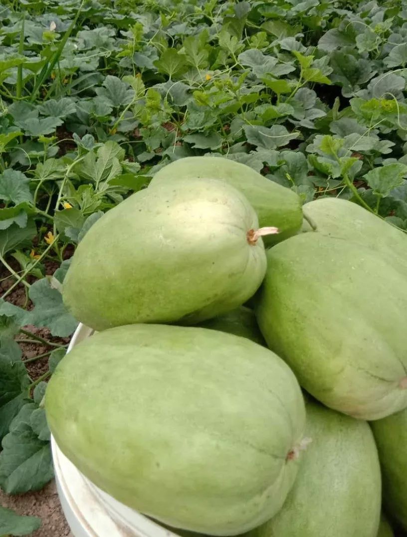 江阴附近生态园葡萄采摘,江阴申港采摘园