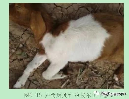 羊啃羊毛怎么办,羊吃羊毛堵住胃怎么治疗