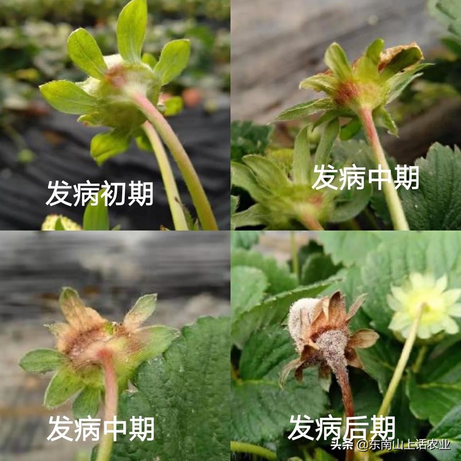 草莓的重要病害—灰霉病,图片观察其侵染全过程、变化,不再看错
