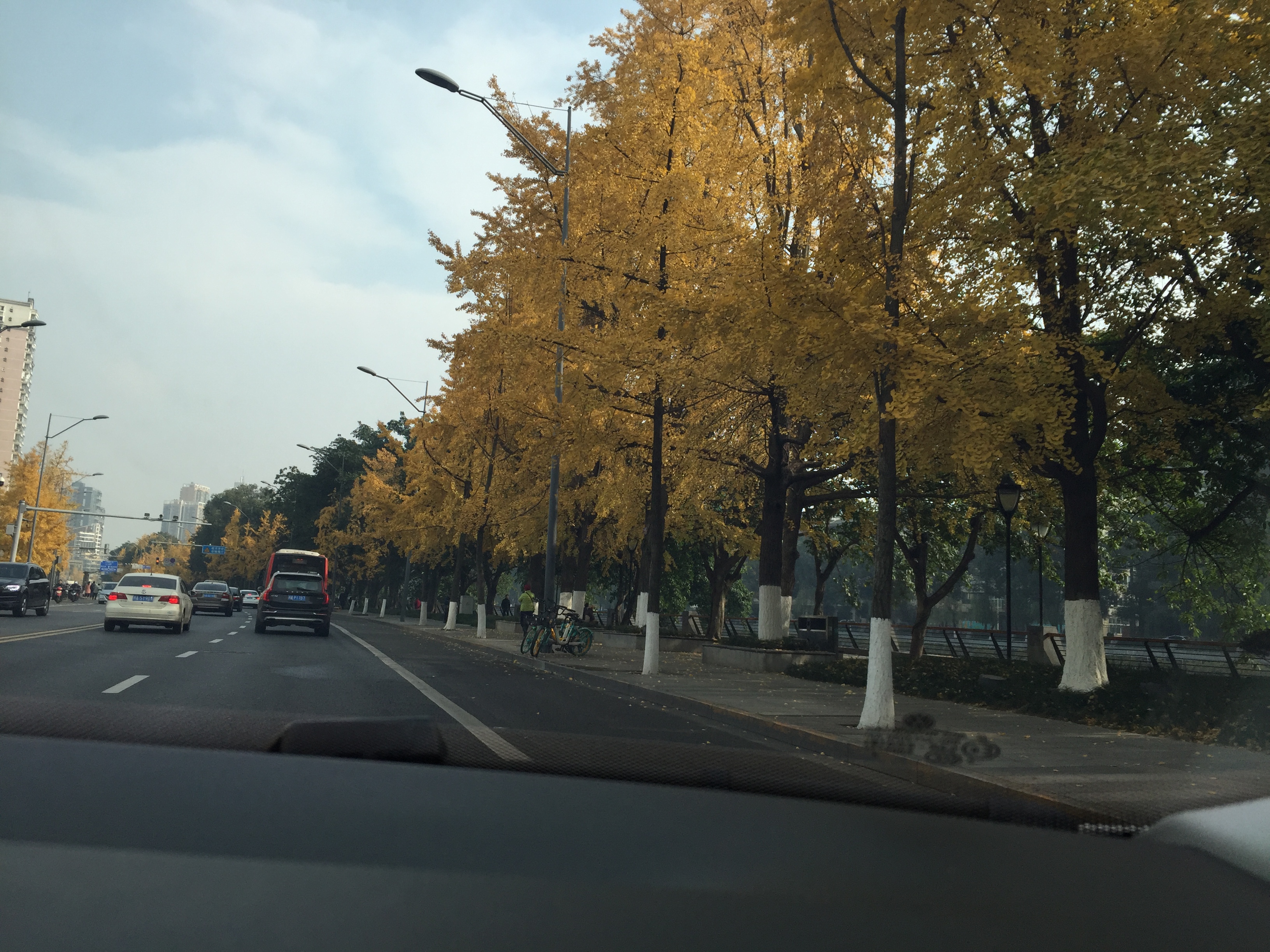 成都的银杏几月份最佳观赏期,成都银杏观赏指南