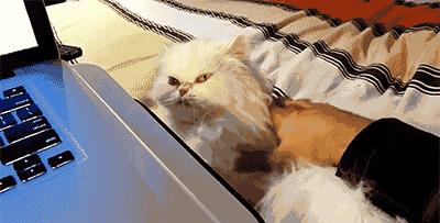 为什么养猫的人越养越多,养猫人越早知道对猫咪越好的事情