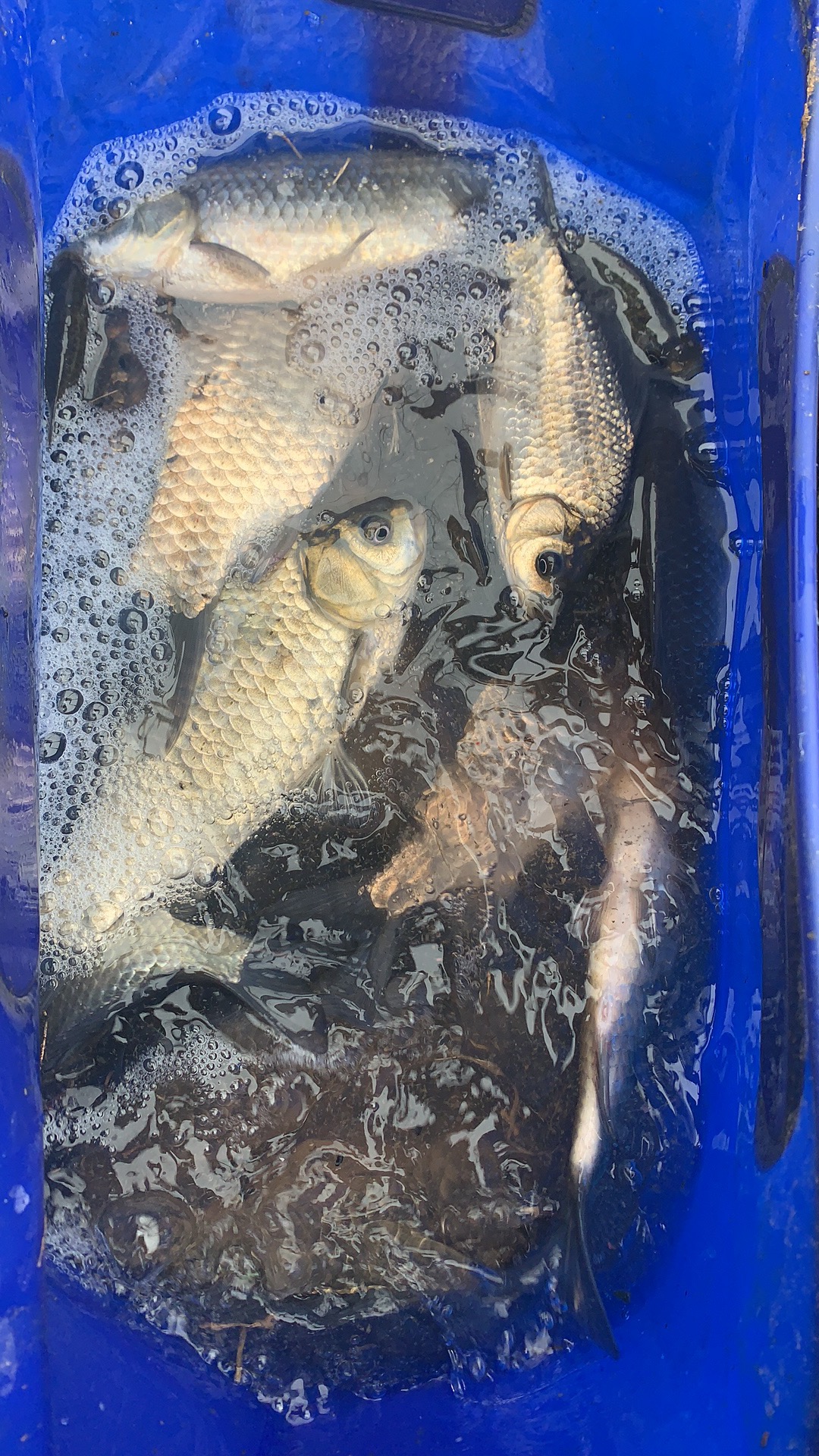 野钓如何记得打窝的点,野钓打窝避小鱼